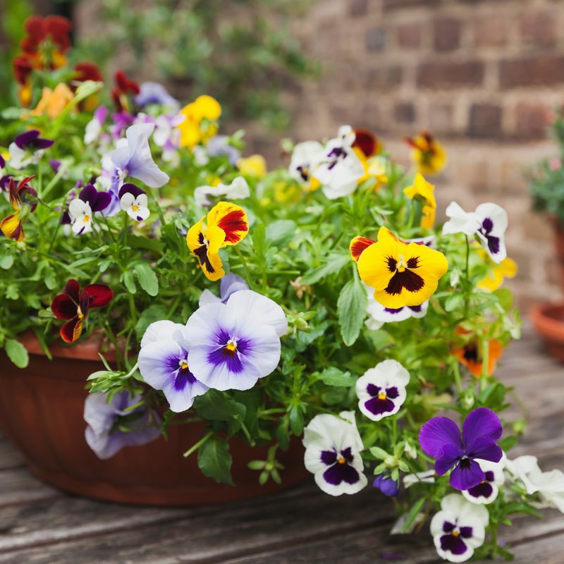 Pansies