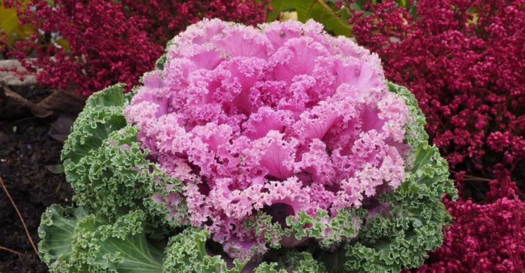 From Pumpkins to Pansies: Best Flowers to Plant in October in the U.S.