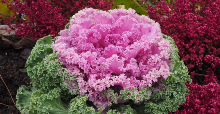 From Pumpkins to Pansies: Best Flowers to Plant in October in the U.S.