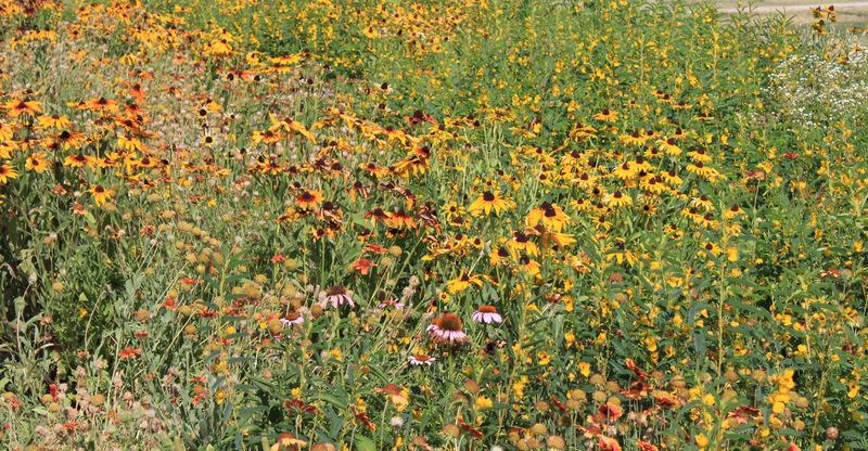 Native Wildflower Seeds
