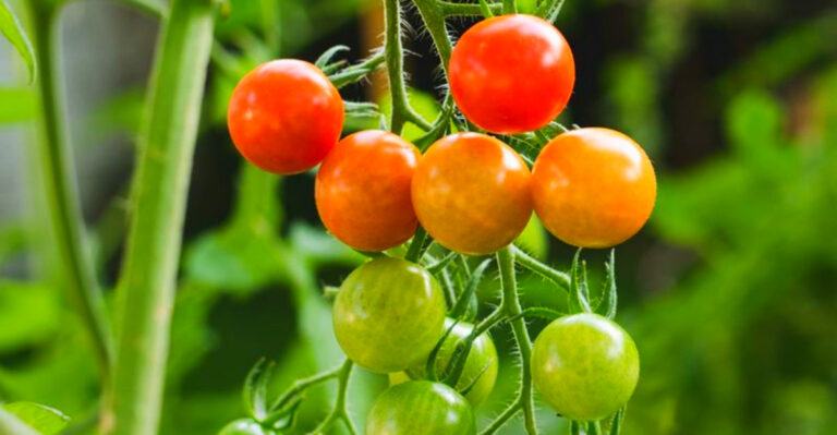 Georgia Vegetable Gardening for Beginners: Easy Starter Crops