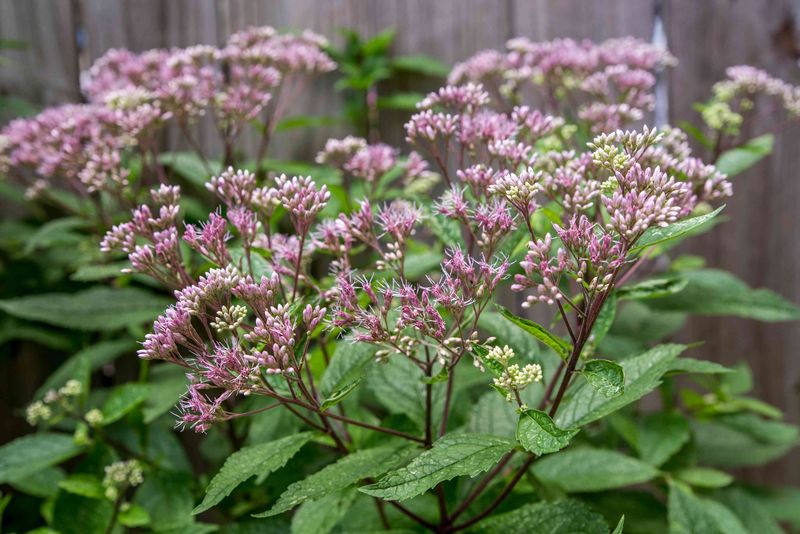 Joe Pye Weed (Eutrochium)