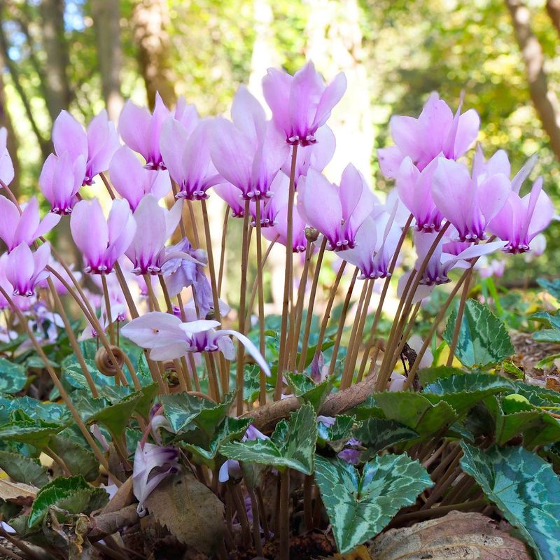 Cyclamen