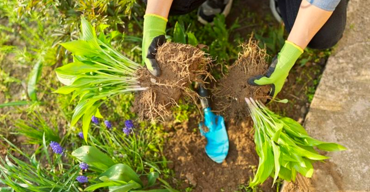 How to Divide and Transplant Perennials in October