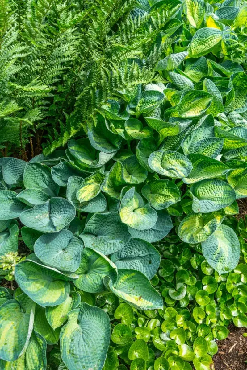 Choose the Right Perennials to Divide