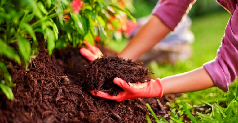 How to Grow Plants Successfully in Florida’s Sandy Soil