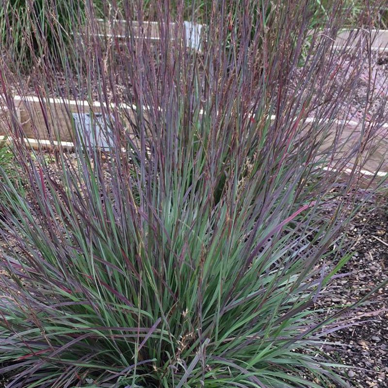 Little Bluestem