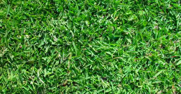 Illinois Native Grasses for Eco-Friendly Lawns