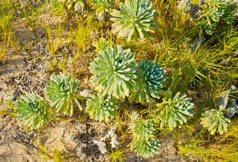 Select Drought-Resistant Varieties