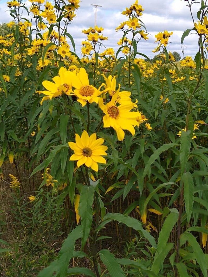 Sunflower (Helianthus)