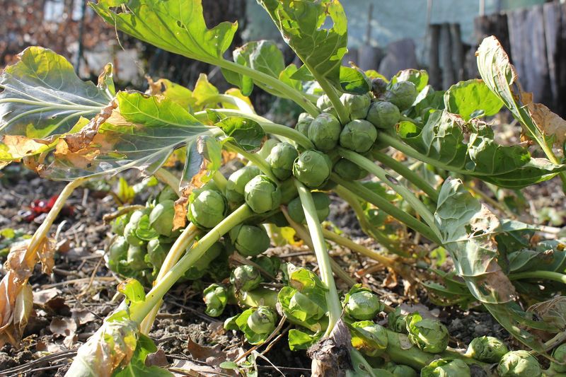Brussels Sprouts