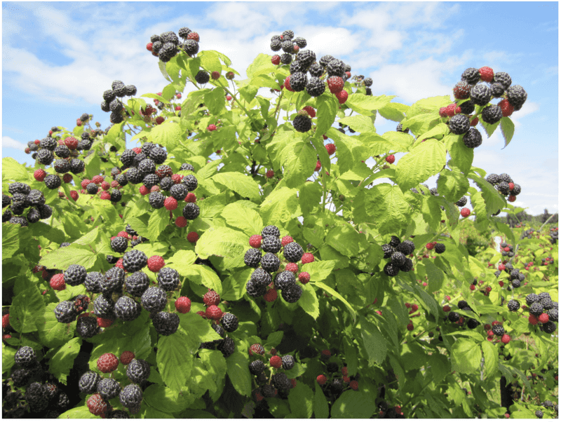 Raspberry and Blackberry Canes