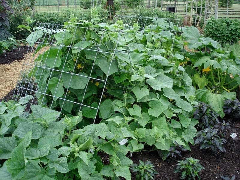 Cucumbers