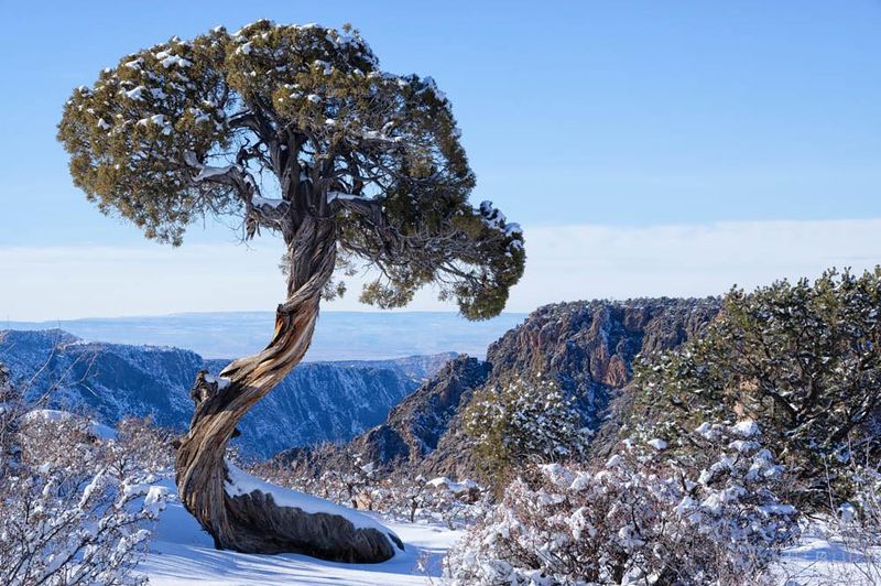 Rocky Mountain Juniper