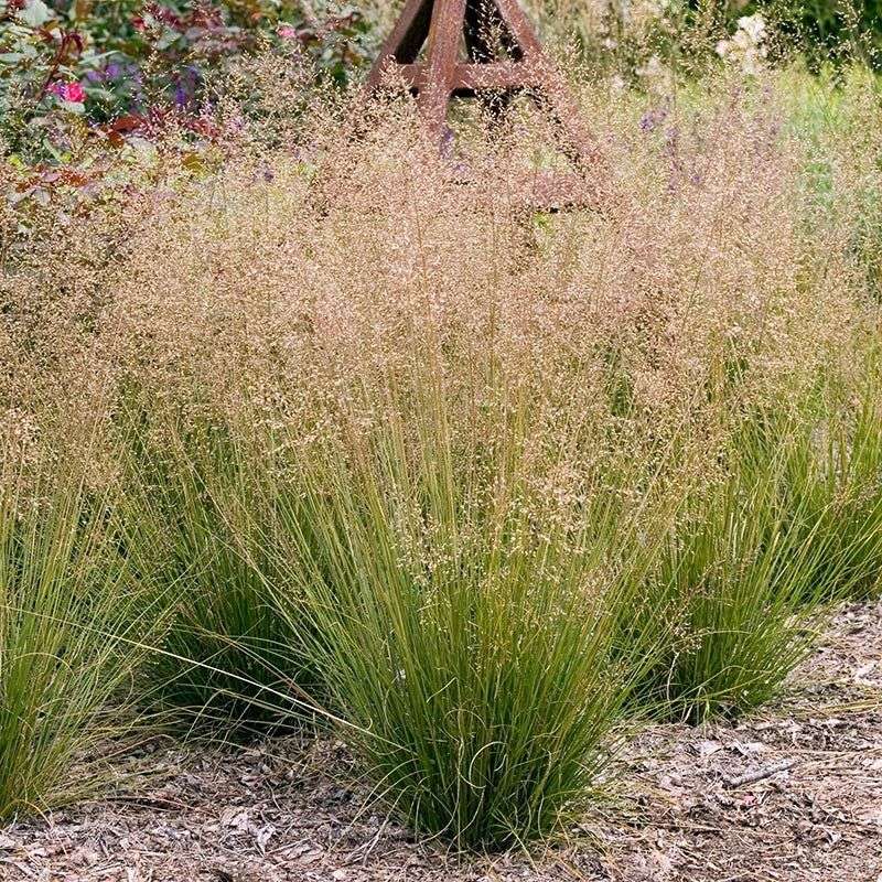 Prairie Dropseed