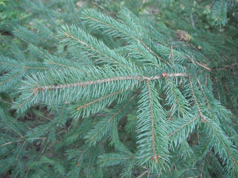 Engelmann Spruce