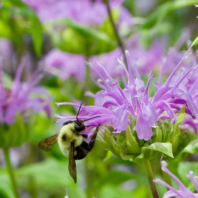 Bee Balm (Monarda)