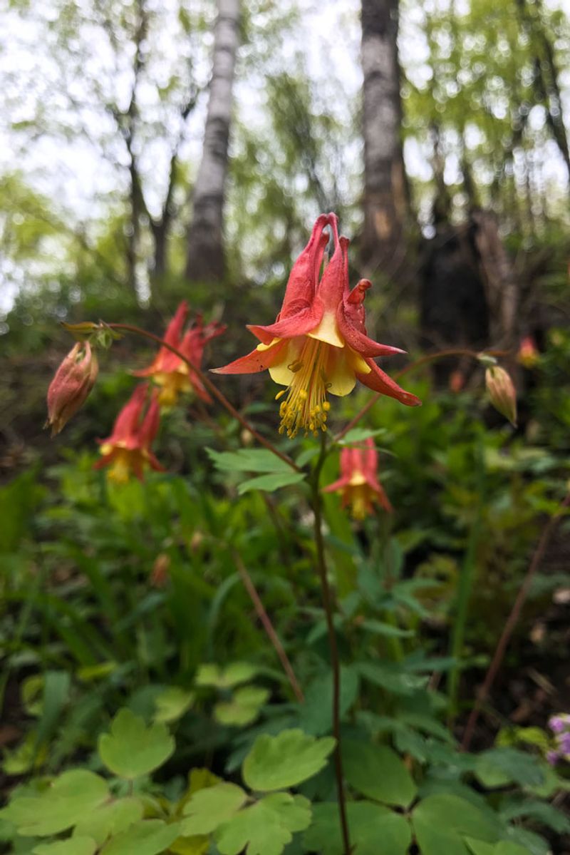 Wild Columbine