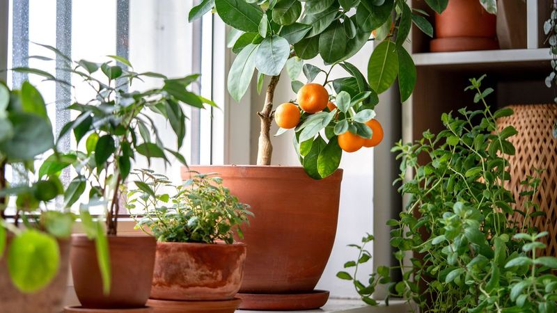 Bring Tender Plants Indoors
