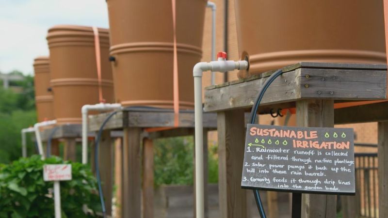 Watering Techniques and Conservation