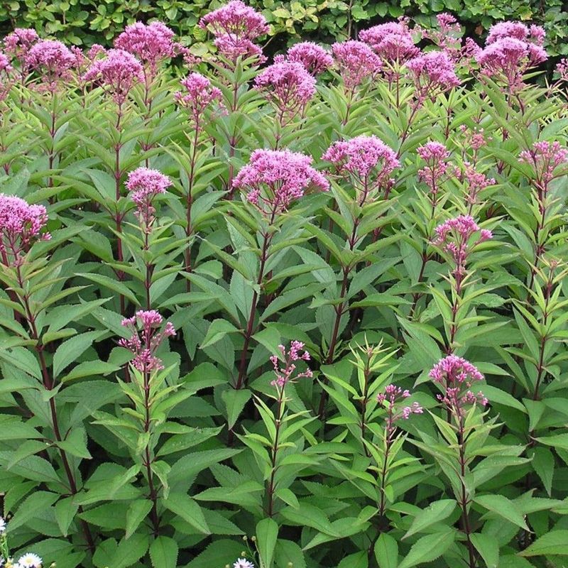 Joe-Pye Weed