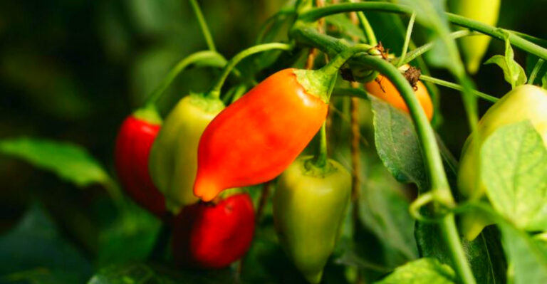 New Jersey Backyard Gardening: Easy Vegetables for Beginners