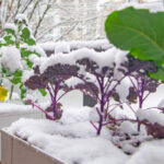 North Carolina Container Gardening Tips for Small Spaces