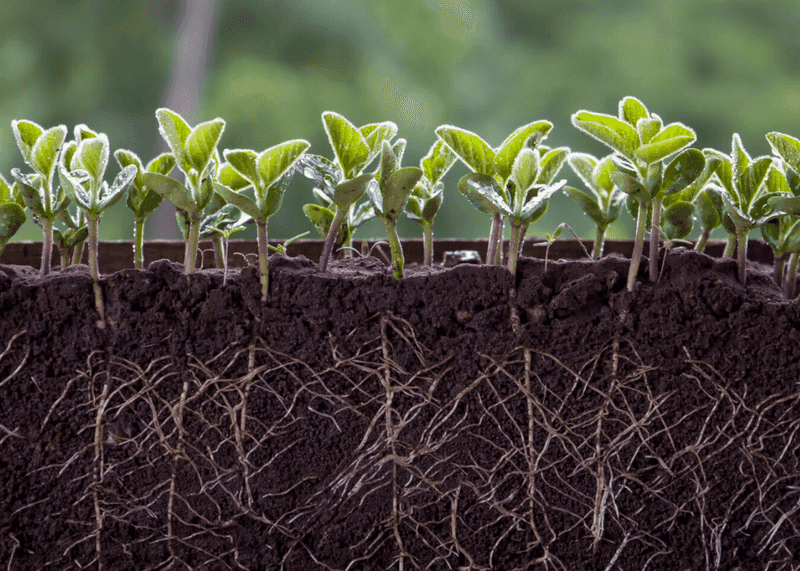Plants Focus Energy Underground