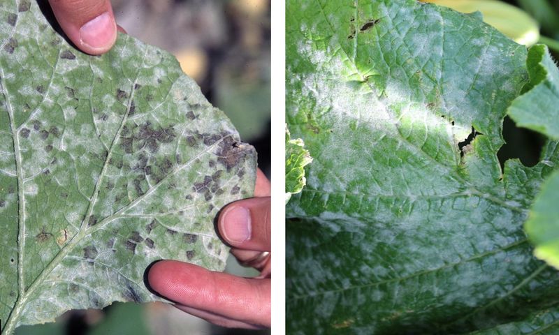 Remove Diseased Plant Material