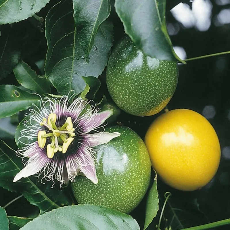Passion Fruit