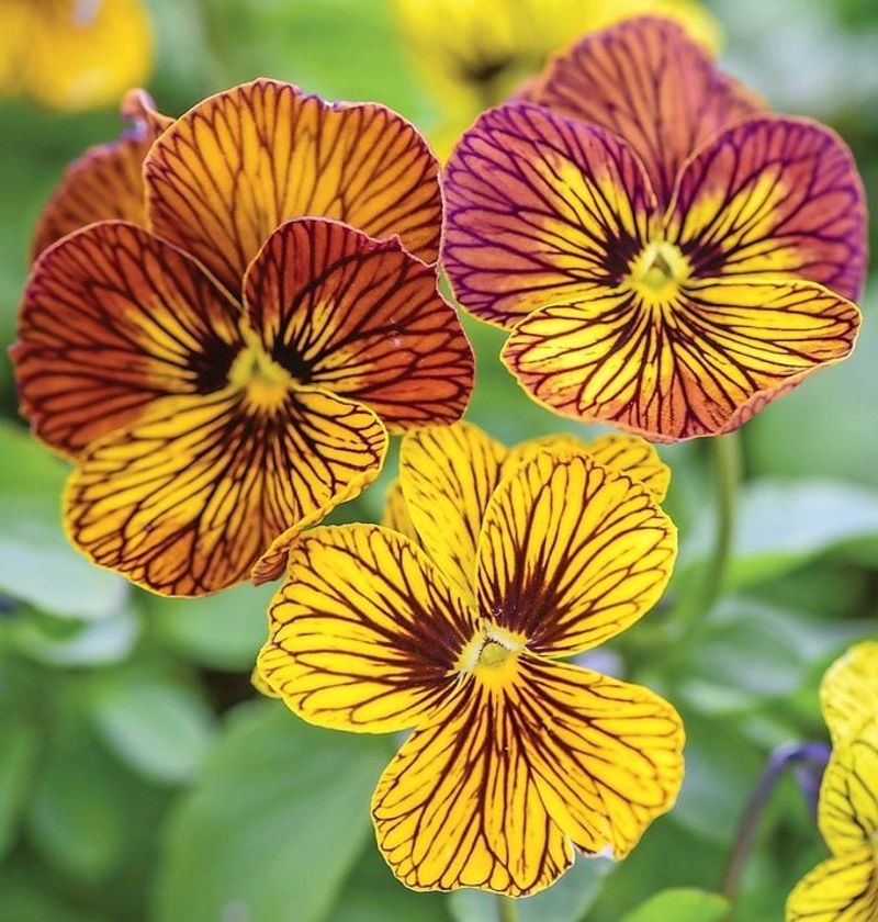 Violas