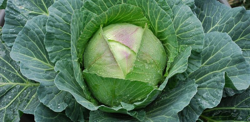 Cabbage