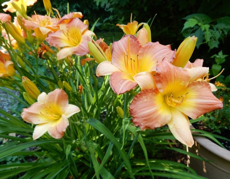 Daylily