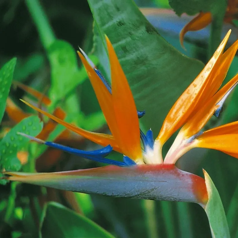Bird of Paradise