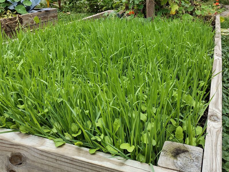 Sow Cover Crops in Vegetable Beds