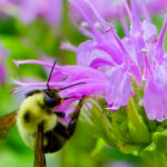 Pollinator-Friendly Plants for Maryland Backyards