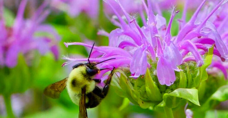 Pollinator-Friendly Plants for Maryland Backyards