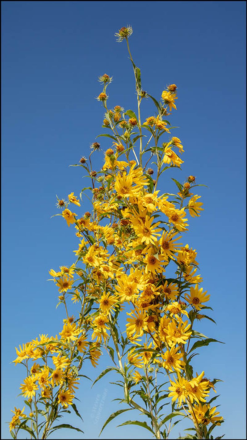 Maximilian Sunflower