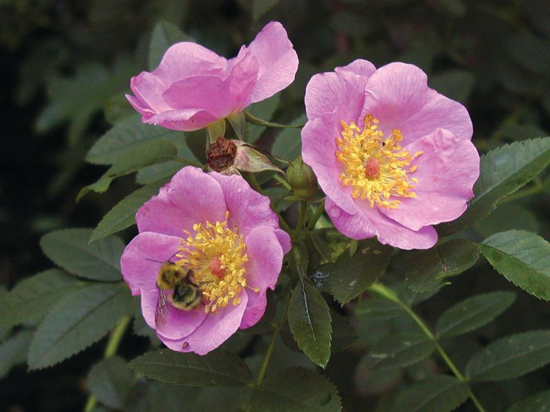 Wild Rose