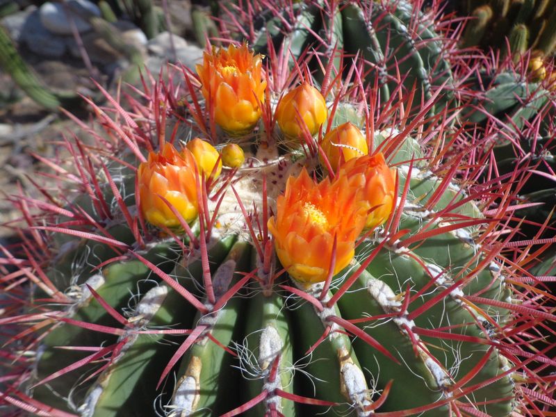 Barrel Cactus