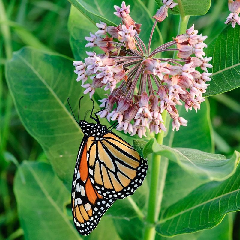 Milkweed (Asclepias)