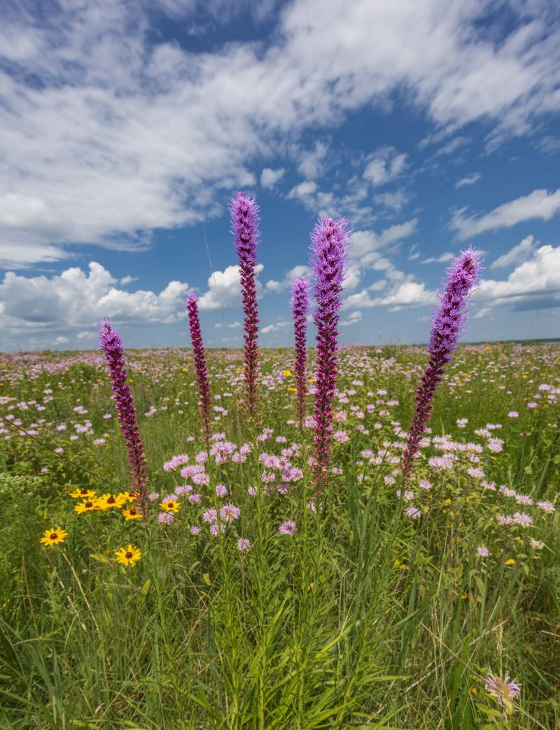 Prairie Blazing Star