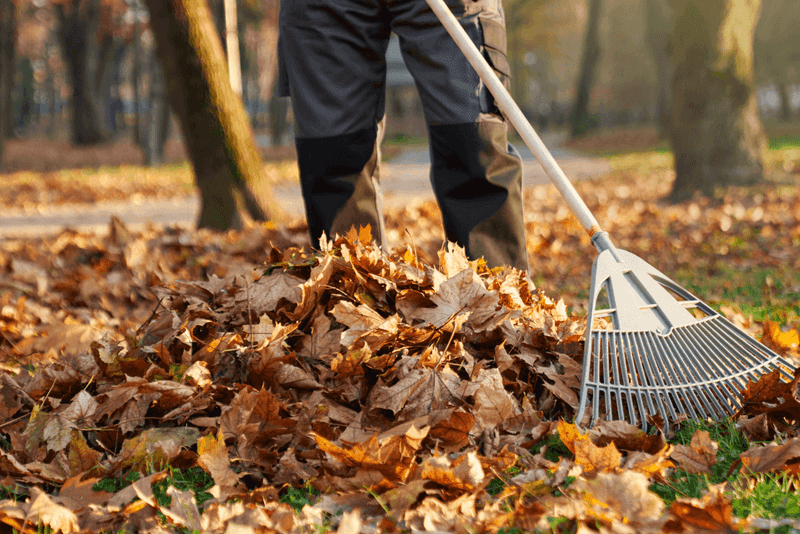 Clear Away Fallen Leaves