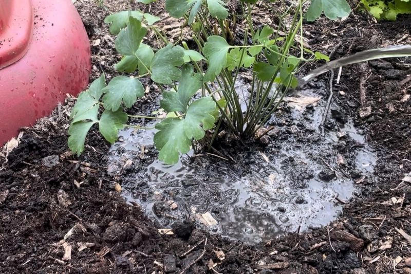 Water Thoroughly After Transplanting