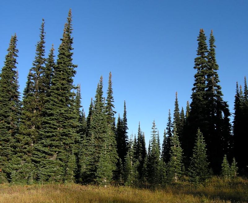Subalpine Fir