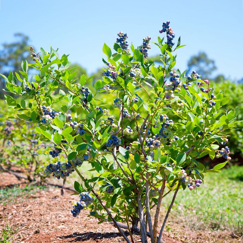 Blueberry Bushes