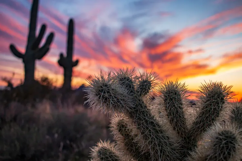 Cholla Cactus