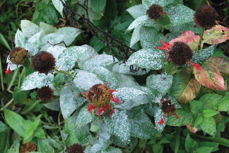 Dealing with Maryland’s Humidity