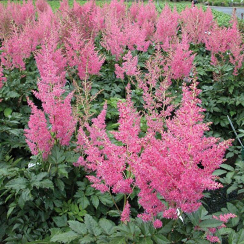 Astilbe