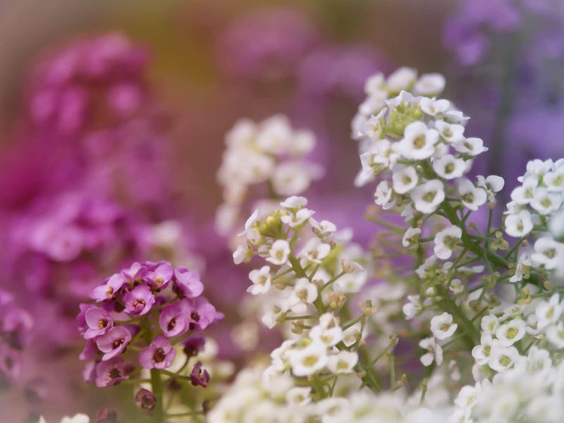Sweet Alyssum